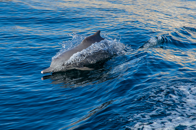 Delfin Oman Fjord Musandam